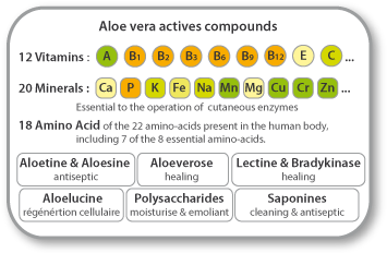 Aloe vera : actif cosmetique Composition du gel d'aloe barbadensis miller