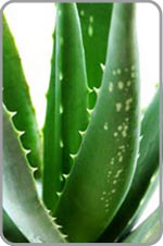 Aloe vera organique de Bali Aloe vera biologique de Bali