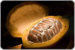 soins gourmand au beurre de cacao feves de cacao