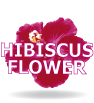 Fleures d'hibiscus adoucissant produits cosmetiques a la fleure d'hibiscus