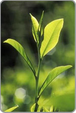hibiscus_anti-age fleure d'hibiscus