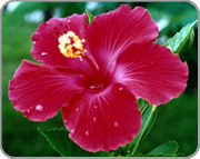 hibiscus_anti-age fleure d'hibiscus
